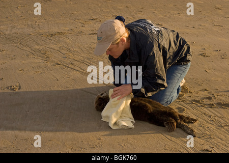 Femme secourant une jeune loutre de mer avec une hypoglycémie sévère et une péritonite acanthocephalan, une inflammation abdominale de l'infection parasitaire Banque D'Images