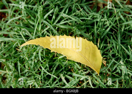 Feuilles de neem jaune on Green grass Banque D'Images