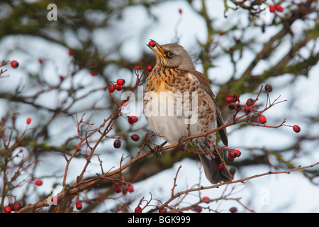 F, Turdus Fieldfare, un seul oiseau se nourrissant de baies d'aubépine rouge, Dumfries, Ecosse, hiver 2009 Banque D'Images