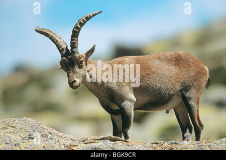 Western Spanish ibex ibex - homme / Capra pyrenaica victoriae Banque D'Images