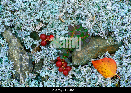 Cranberry nains / chicouté sur neige tomenteux (lichen Stereocaulon tomentosum) dans la toundra, Denali NP, Alaska, USA Banque D'Images