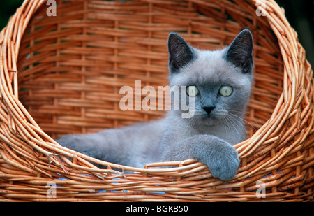 Chaton British shorthair (Felis catus) dans panier, race de chat de maison intérieurs au Royaume-Uni Banque D'Images