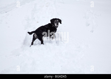 Rocé noir chien jouant dans la neige , Hampshire, Angleterre. Banque D'Images