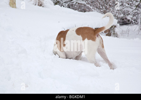 Rocé blanche et beige chien dans la neige, Hampshire, Angleterre. Banque D'Images