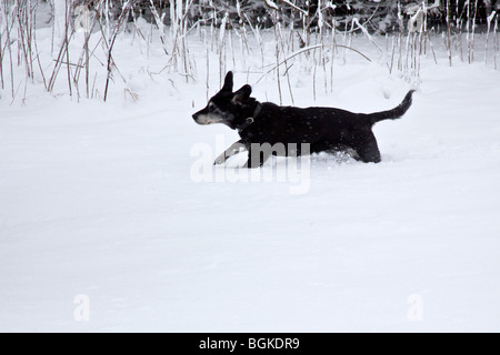 Rocé noir chien jouant dans la neige , Hampshire, Angleterre. Banque D'Images