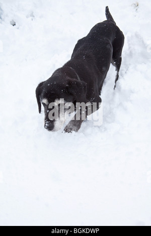 Rocé noir chien jouant dans la neige , Hampshire, Angleterre. Banque D'Images