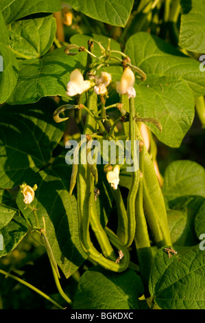 Gros plan d'une usine de haricot blanc montrant les fleurs blanches, les jeunes feuilles vertes et haricots qui poussent sur un allotissement Banque D'Images