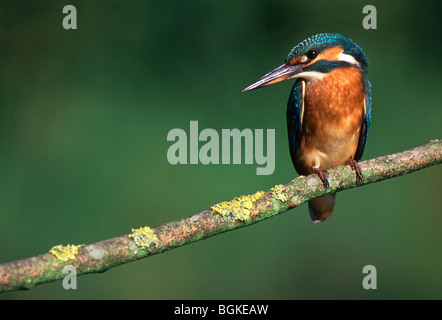 Kingfisher (Alcedo atthis) perché sur branche, Belgique Banque D'Images