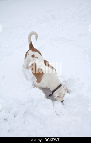 Rocé blanche et beige chien dans la neige, Hampshire, Angleterre. Banque D'Images