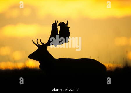 Cerf daim (Dama dama) découpé sur le coucher du soleil Banque D'Images