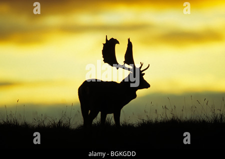 Buck daim (Dama dama) découpé sur le coucher du soleil Banque D'Images