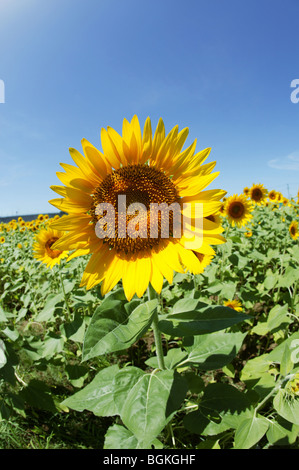 Champ de tournesols Riviere-paspebiac la préfecture de Kanagawa au Japon Banque D'Images