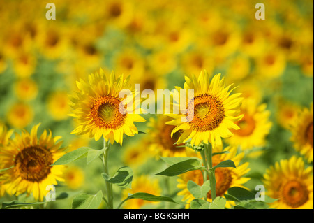 Champ de tournesols full frame-Borromee préfecture de Kanagawa au Japon Banque D'Images