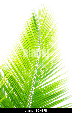 Close up of palm leaf fond blanc Banque D'Images