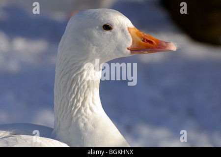 Portrait de profil, la tête et le cou de l'oie de la ferme blanche dans la neige. Banque D'Images