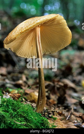 Racine profonde champignons / tige d'enracinement (champignon Xerula radicata / Oudemansiella radicata) Banque D'Images