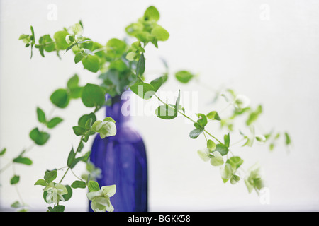 Planter dans un vase Banque D'Images
