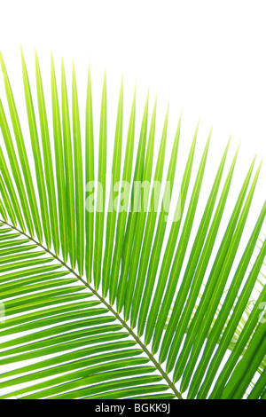 Feuille de palmier arbre Banque D'Images