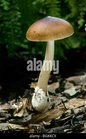 Champignons (Amanita vaginata Grisette) Banque D'Images