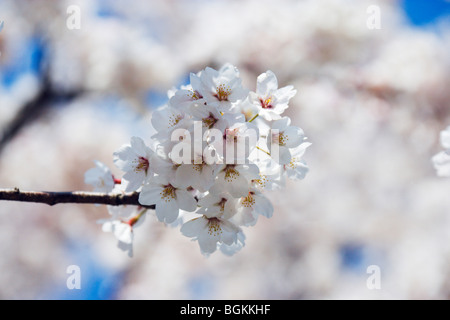 Fleurs de cerisier sur branch close up Banque D'Images