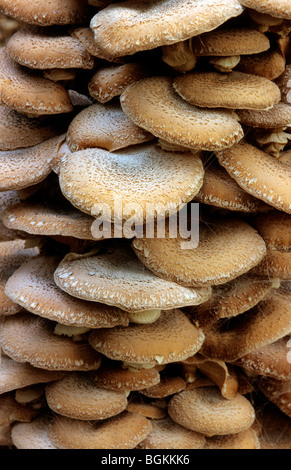 Le miel (champignon Armillaria mellea / Armillariella mellea) cluster Banque D'Images