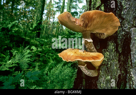 Le miel (champignon Armillaria mellea / Armillariella mellea) cluster growing on tree trunk dans le forêt d'automne Banque D'Images