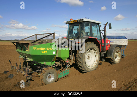 La plantation des pommes de terre dans le Lincolnshire Fens Banque D'Images