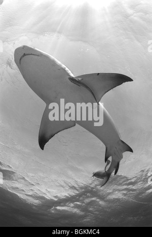 Un seul requin citron (Negaprion brevirostris) nage près de la surface à Plage du Tigre, Bahamas Banque D'Images