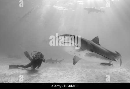 Un requin tigre (Galeocerdo cuvier) nage sous rayons tandis qu'un vidéographe plongée sous-films. Banque D'Images