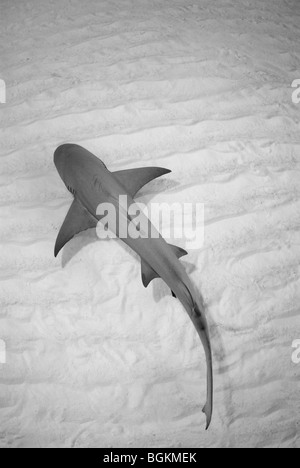 Un seul requin citron (Negaprion brevirostris) se déplace le long du fond de plage du Tigre, Bahamas Banque D'Images