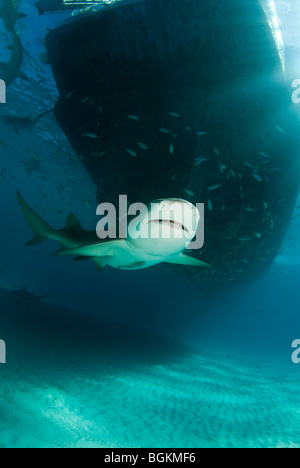 Le requin citron (Negaprion brevirostris) avec les requins se nourrissant sur les bancs de poissons autour de la coque d'un bateau Banque D'Images
