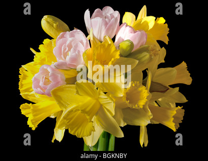 Printemps bouquet de jonquilles et tulipes Rose jaune Banque D'Images