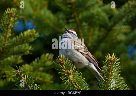 Bruant familier (Spizella passerina) Mâle chantant en Ontario au printemps Banque D'Images