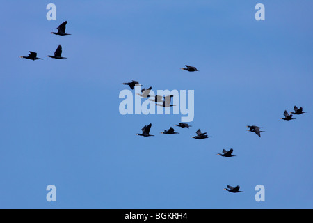 Grands Cormorans (Phalacrocorax carbo) troupeau en vol Banque D'Images