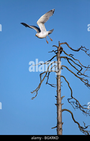 Goéland argenté (Larus argentatus) décolle d'un arbre mort Banque D'Images