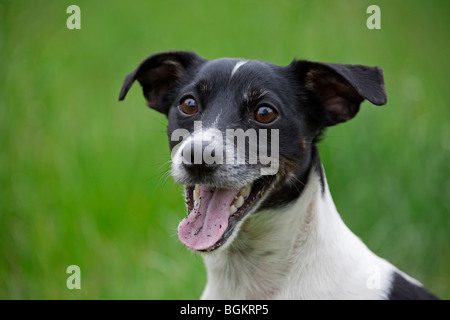 Jack Russell Terrier (Canis lupus familiaris) close up in garden Banque D'Images