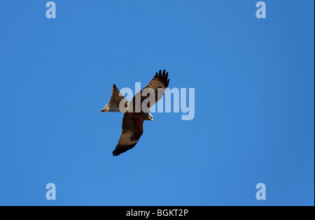 Le milan royal (Milvus milvus) battant contre le ciel bleu Banque D'Images