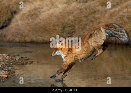 Le renard roux (Vulpes vulpes) saute sur la rivière Banque D'Images