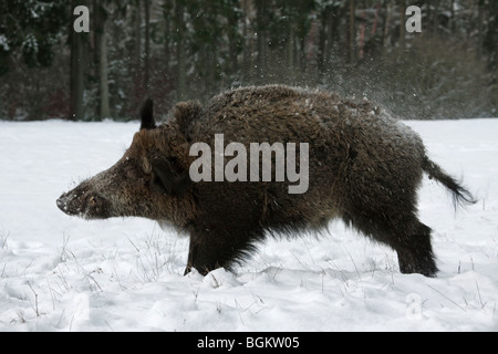 Le sanglier (Sus scrofa) secouer la neige de sa fourrure en hiver, Allemagne Banque D'Images