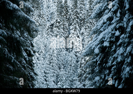 Les arbres des forêts de pins couverts de neige dans la haute vallée de la Wye dans la neige, le 1 janvier 2010 Banque D'Images