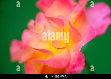 Rose du Mardi Gras. Test International Rose Gardens. Portland, Oregon Banque D'Images