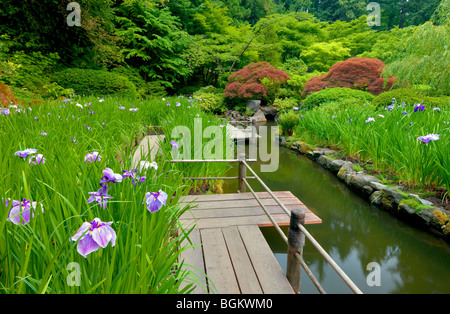 Iris et passerelle. Les jardins japonais de Portland. Oregon Banque D'Images