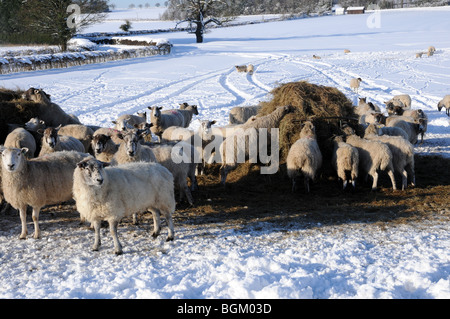 Les moutons introduits sur le foin en hiver, impossible d'accéder à l'herbe dans leur domaine en raison de la neige profonde. Banque D'Images