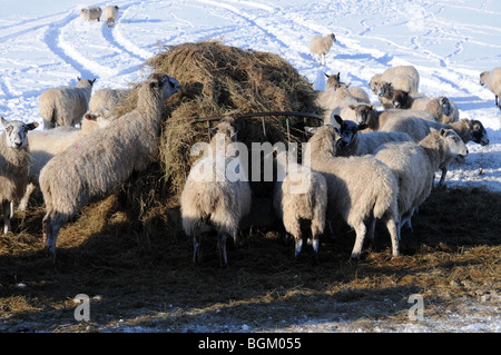 Les moutons introduits sur le foin en hiver, impossible d'accéder à l'herbe dans leur domaine en raison de la neige profonde. Banque D'Images