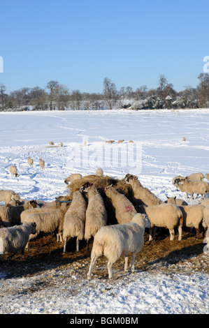 Les moutons introduits sur le foin en hiver, impossible d'accéder à l'herbe dans leur domaine en raison de la neige profonde. Banque D'Images