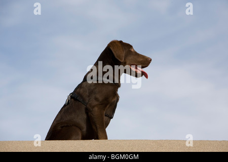 Chiot labrador chocolat sur les dunes de sable. Banque D'Images