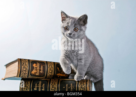 British Shorthair chaton assis sur un livre Banque D'Images