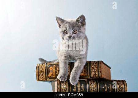 British Shorthair chaton couché sur un livre Banque D'Images