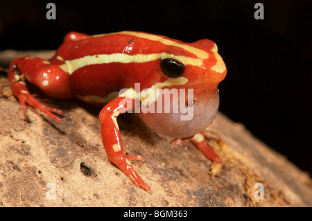 Grenouille poison fantasmatique (Epipedobates tricolor) en captivité Banque D'Images