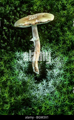 Spores sur moss sous le blush (Amanita rubescens Européenne) Banque D'Images